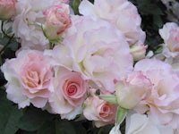 a close up of pink and white roses