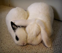 two white rabbits cuddling on the floor