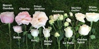 a bunch of roses with different names on them